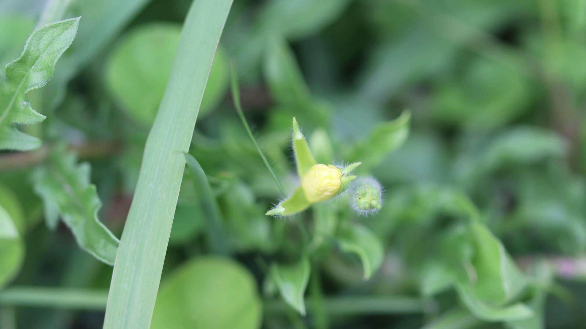 Backyard Moon Flower Time Lapse